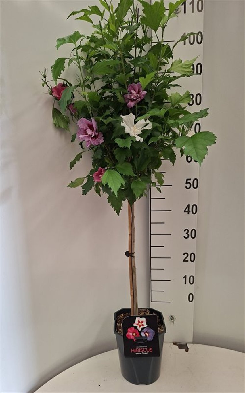 Hibiscus syriacus - 60 CM Stem C5 - 2yr Crown